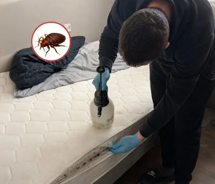 Technicien traitant un matelas contre les punaises de lit à Gentilly